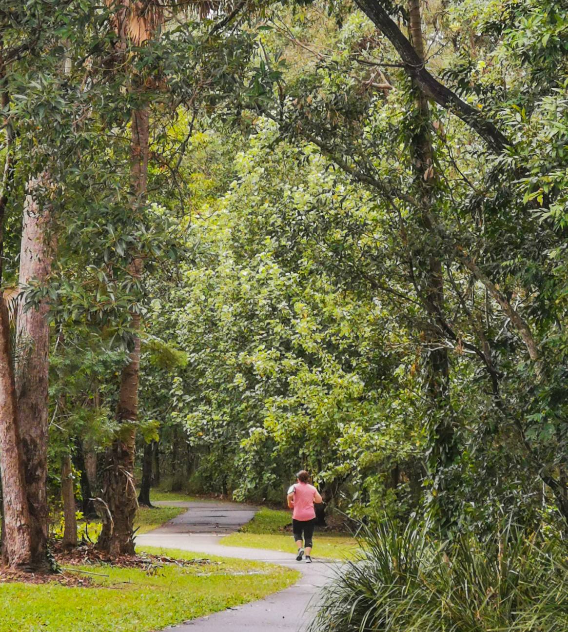 Buderim Walks Mountain Creek Circuit Adventure Sunshine Coast